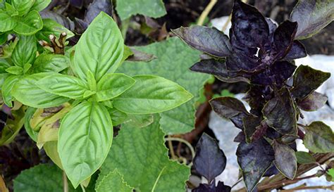 10 Basil Varieties & How to Use Them - Hobby Farms