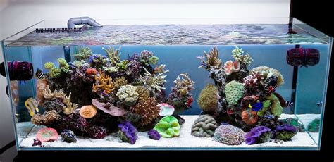 Reef Aquarium | Aquarium, Aquarium design, Saltwater aquarium