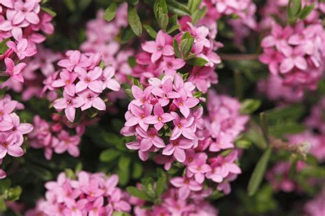 Best Shrubs With Pink or Magenta Flowers