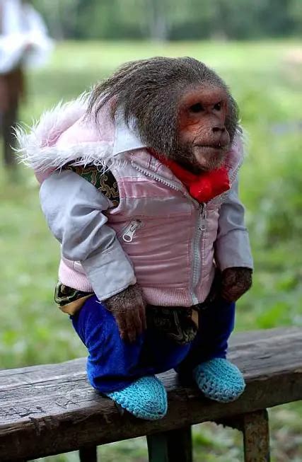 Monkey with Clothes - Funny Animals, Funny Cats, Funny Dogs, Funny Pets