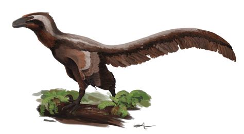 Deinonychus antirrhopus: More Than A “Six Foot Turkey” - Darwin's Door