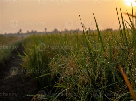 view of Paddy Field In The Morning at Sunrise 6416293 Stock Photo at ...