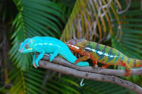 Why Do Chameleons Change Color? - 50 Shades of Chameleons