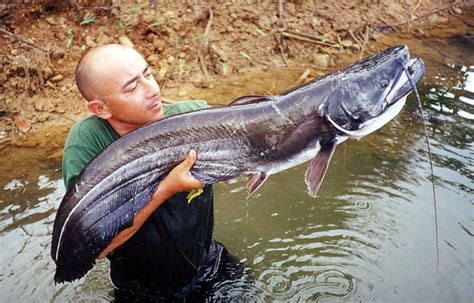 Wallago attu, Man-Eating Catfish