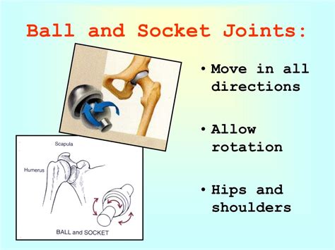 Ball And Socket Joint Diagram