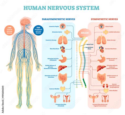 Human nervous system medical vector illustration diagram with ...