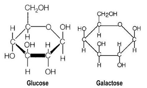 71 GLUCOSE GALACTOSE STRUCTURE DIFFERENCE - StructureofGalactose3