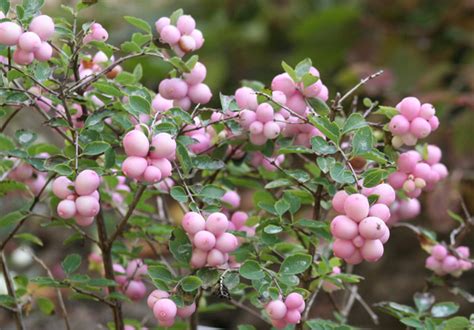 Symphoricarpos Magical Series | Mr Plant Geek