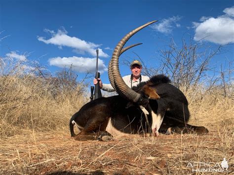 Sable Hunting South Africa | AfricaHunting.com