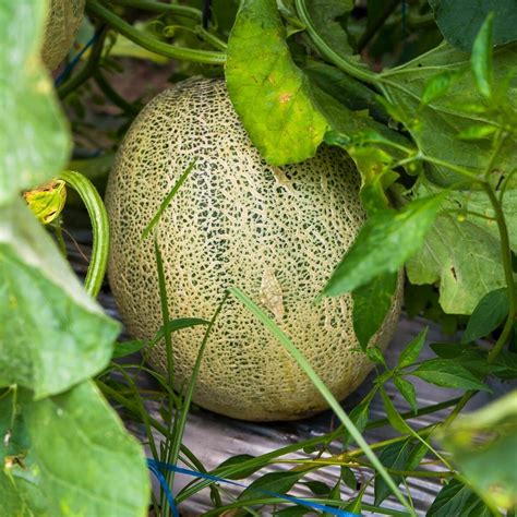 Honey Rock Melon Seeds | Heirloom | Tim's Tomatoes