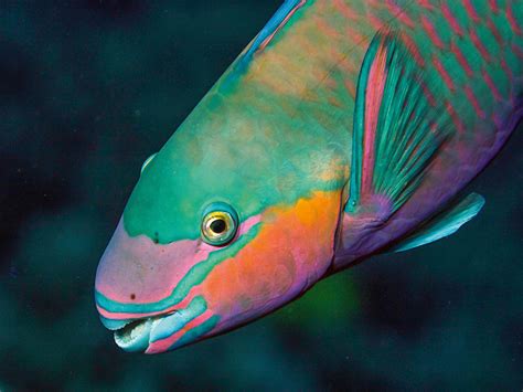 Parrotfish poop | Club Marine Australia