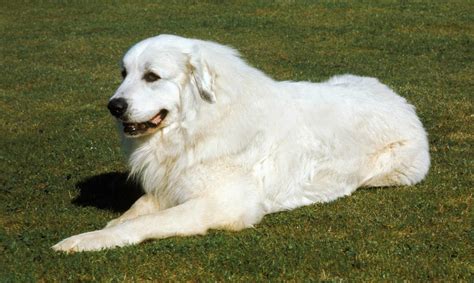 Get to know 25 of the best Great Pyrenees Mixes - K9 Web