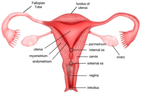 Internal Cervical Os Model Canal