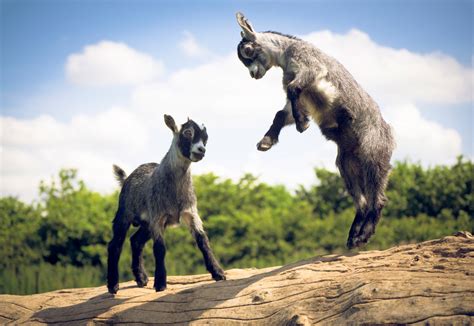 baby goats jumping photo | One Big Photo