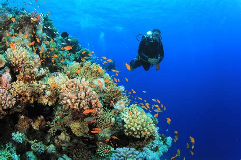 Travel Tip: When To Go Diving In Sharm El Sheikh | AFKTravel