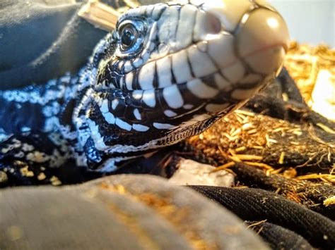 Argentine Tegu Temperament | Are Argentine Tegus Friendly?