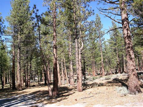 Nevada desert pine trees Photograph by Ted Pollard - Fine Art America