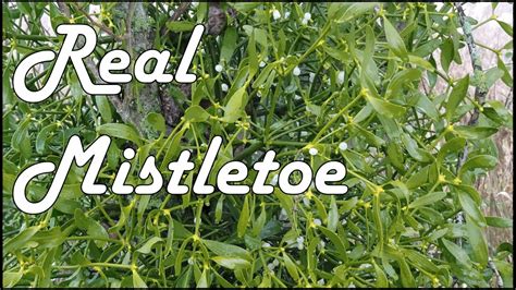 Real Mistletoe Plant