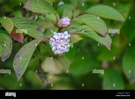 Viburnum x bodnantense Dawn Stock Photo - Alamy