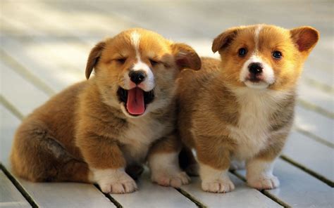 Pembroke Welsh Corgis Info, Facts, Temperament, Puppies, Pictures