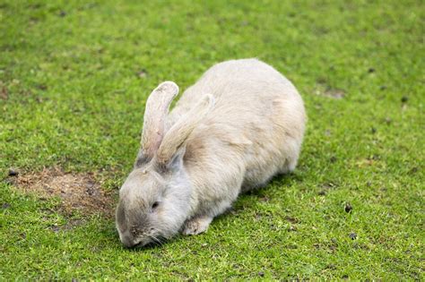 Rabbit Habitat - Pet Ponder