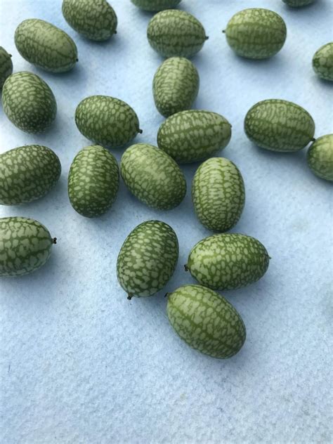 Mexican Sour Gherkin | Cute fruit, Mexican, Sour