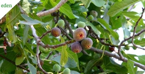 Taking Care and Planting the Fig Trees | Eden Lawn Care and Snow Removal