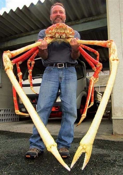 Japanese Spider Crab, Although the crabs, found off the coast of Japan ...