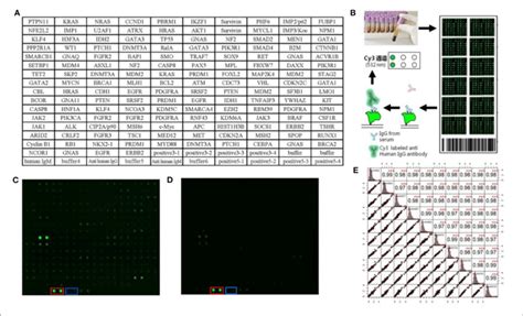 | Protein array customization and preliminary results. (A) Protein ...