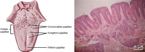 Taste and Smell | Biology II