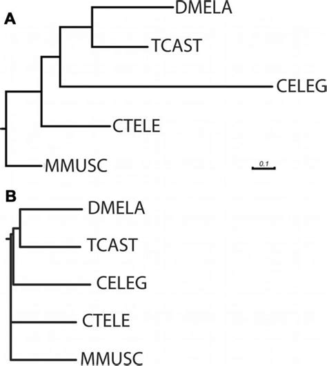 Protein evolution in selected model organisms. a An alignment-based ...