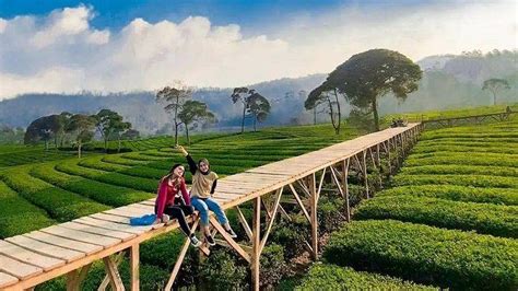 5 Wisata Kebun Teh di Puncak Bogor yang Bisa Kalian Singgahi