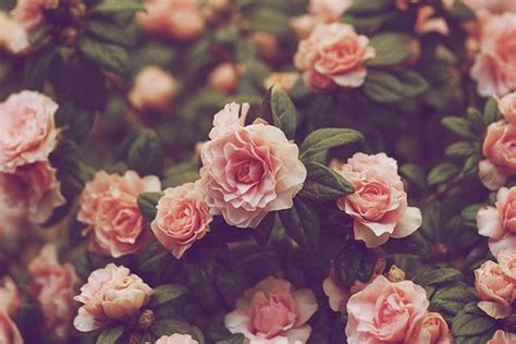 Vintage Flowers Wallpaper - Ảnh đẹp