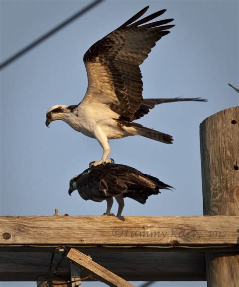 i heart florida birds: Ospreys in Action