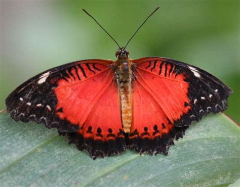 Red Lacewing Butterfly