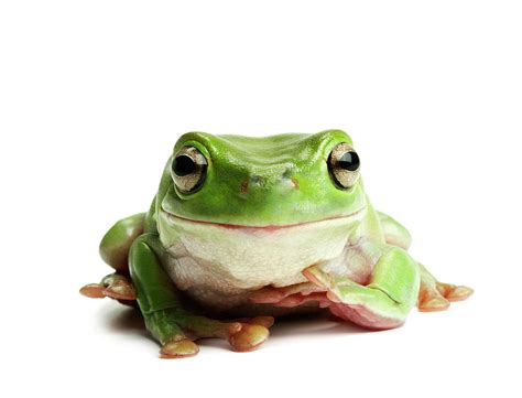 Tree Frog On White Background Photograph by American Images Inc