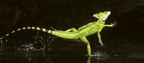 Welcome the Basilisk, aka the Jesus Lizard | Critter Science