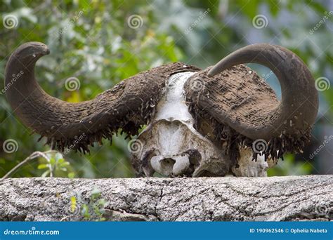 African Buffalo Horns on a Stone Wall Stock Photo - Image of anatomy ...