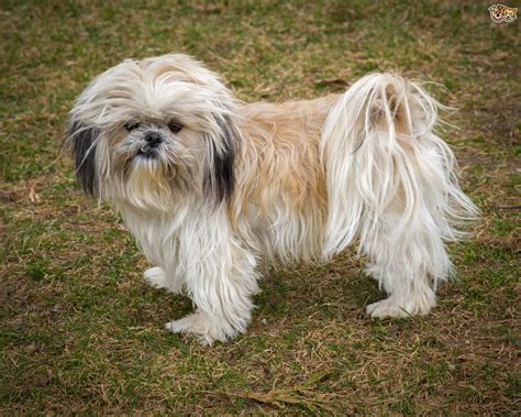 Shih Tzu Dog Breed Information, Buying Advice, Photos and Facts ...