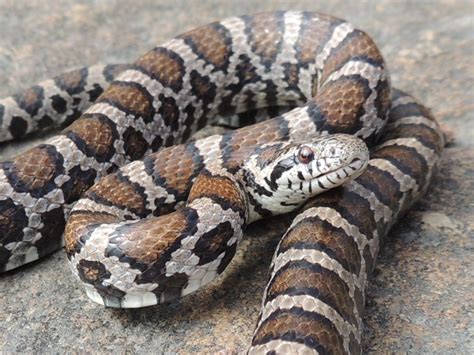 Eastern Milk Snake: Docile Predator with Unique Hunting Behavior