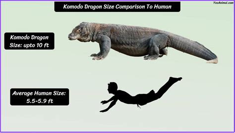 Komodo Dragon Size: How Big Are They Compared To Others?