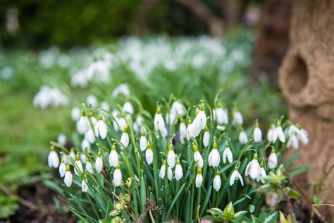 glorious snowdrops - iceni Post News from the North folk & South folk