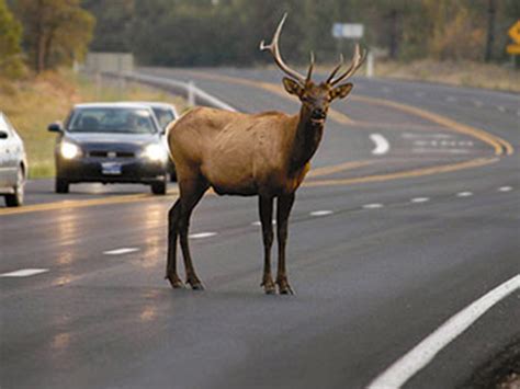 Wildlife Crossings - How They Protect Individuals, Species, and Ecosystems