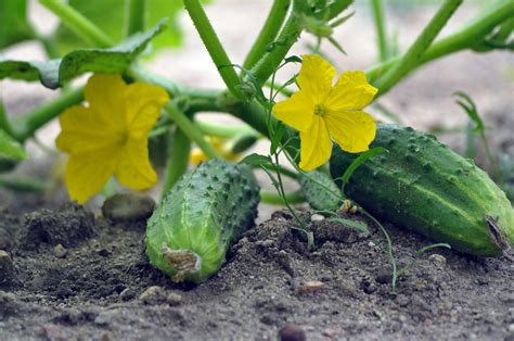 Planting and Growing Pickling Cucumbers - Maine Garden Ideas