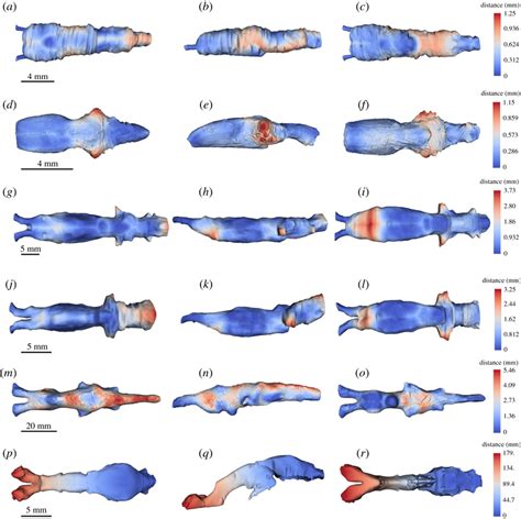 Unsigned distance (mm) from the brain to cranial endocast superimposed ...