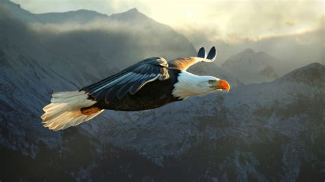 Bald Eagle Flying Wallpaper