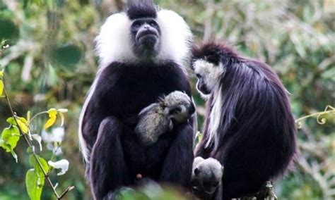 Facts about Black & White Colobus Monkeys in Nyungwe Forest