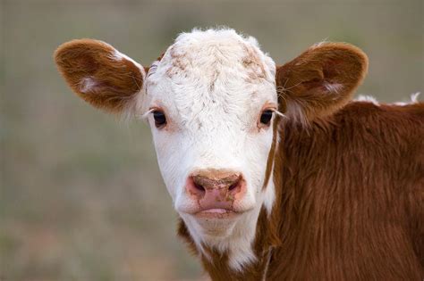 Calf Portrait Photograph by Panoramic Images - Fine Art America