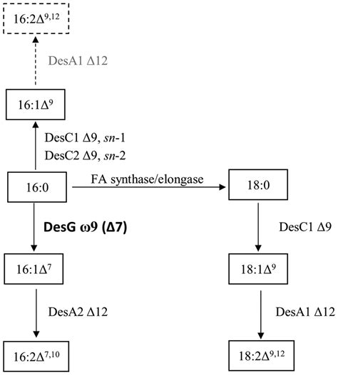 Fatty acid desaturation in Desertifilum sp. IPPAS B-1220. Suggested ...