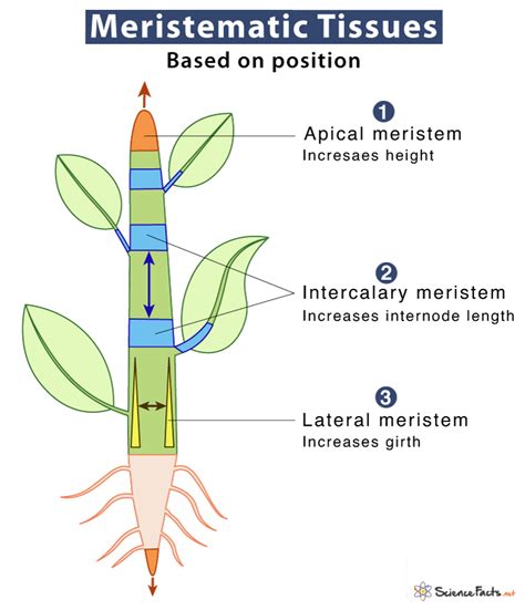 Meristematic Tissue - Definition, Location, Types, & Function